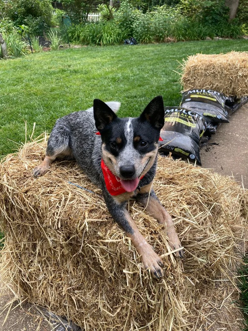 Straw Bale Bindi (2).webp