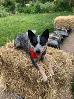 Straw Bale Bindi (2).webp