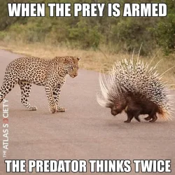 the prey is armed.webp